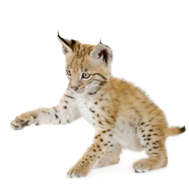 Lynx cub (2 mounths) clipart