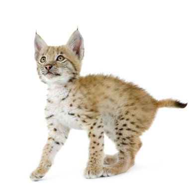 Lynx yavrusu (2 ay)