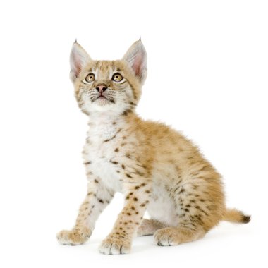 Lynx yavrusu (2 ay)
