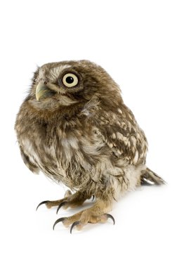 Young owl (4 weeks) clipart