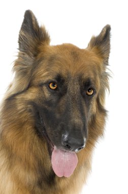 German shepherd, alsatian, police dog ( 2 years) clipart