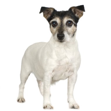 Jack Russell (11 yıl)