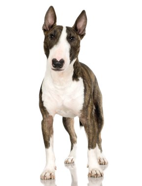 Bull Terrier (2 years) clipart