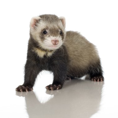 Ferret kit (6 weeks) clipart