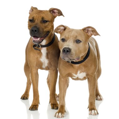 Juvenile American Staffordshire terrier clipart