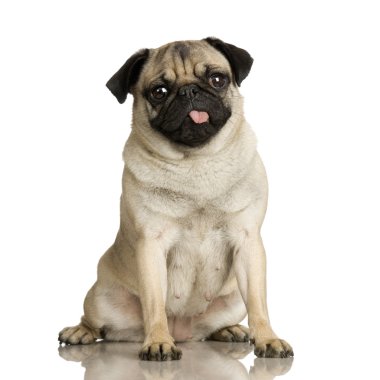 Pug ( 2 years ) clipart