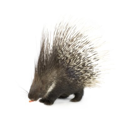 Porcupine clipart