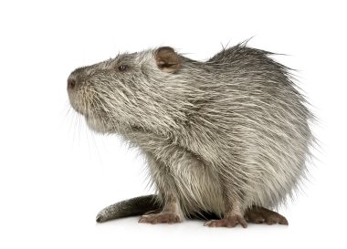 Coypu veya eğitimin (Myocastor adatavşanları)