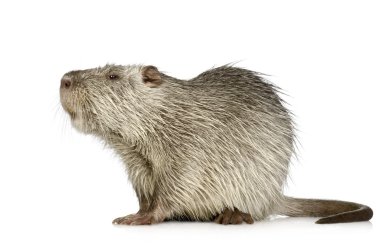 Coypu veya eğitimin (Myocastor adatavşanları)