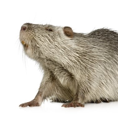 Coypu veya eğitimin (Myocastor adatavşanları)