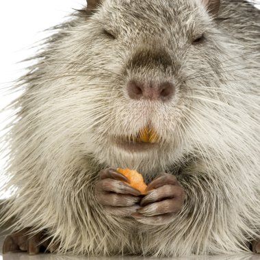 Coypu veya eğitimin (Myocastor adatavşanları)