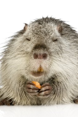 Coypu veya eğitimin (Myocastor adatavşanları)