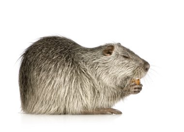 Coypu veya eğitimin (Myocastor adatavşanları)