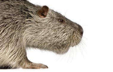 Coypu veya eğitimin (Myocastor adatavşanları)