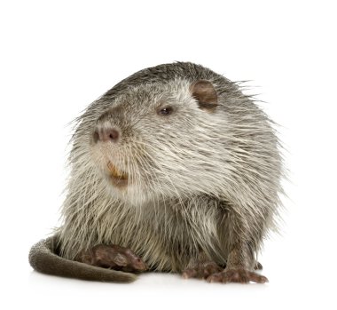 Coypu veya eğitimin (Myocastor adatavşanları)