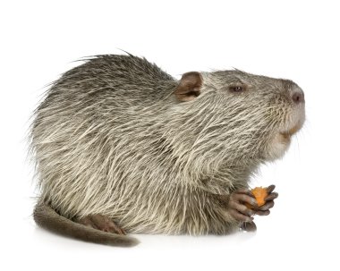 Coypu veya eğitimin (Myocastor adatavşanları)