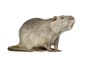 Coypu veya eğitimin (Myocastor adatavşanları)