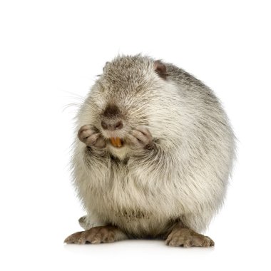 Coypu veya eğitimin (Myocastor adatavşanları)