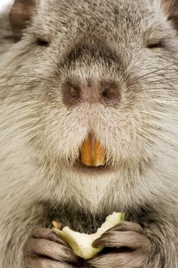 Coypu veya eğitimin (Myocastor adatavşanları)
