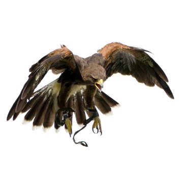 Harris's Hawk (18 months) clipart