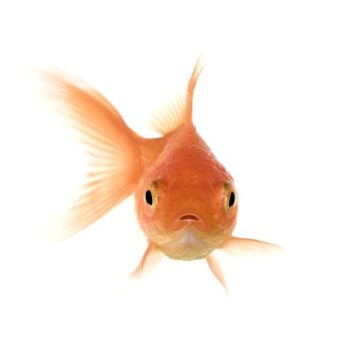 Goldfish clipart