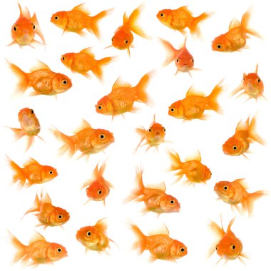 Group of goldfishes clipart