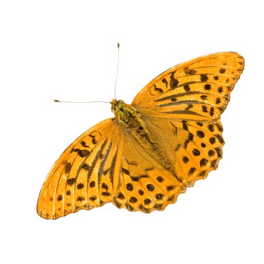 Gümüş yıkanmış fritillary kelebek