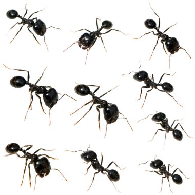 10 siyah karıncalar