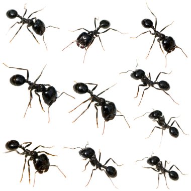 10 Black ants clipart