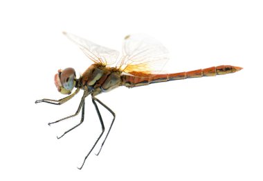 Drangonfly - Sympetrum fonscolombei