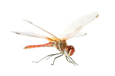 Drangonfly - Sympetrum fonscolombei