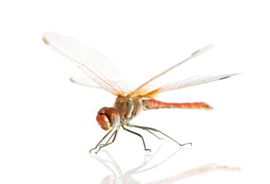 Drangonfly - Sympetrum fonscolombei