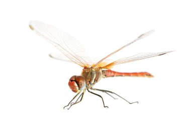 Drangonfly - Sympetrum fonscolombei