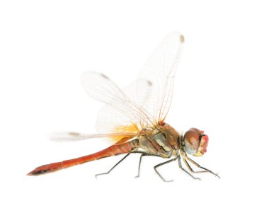 Drangonfly - Sympetrum fonscolombei