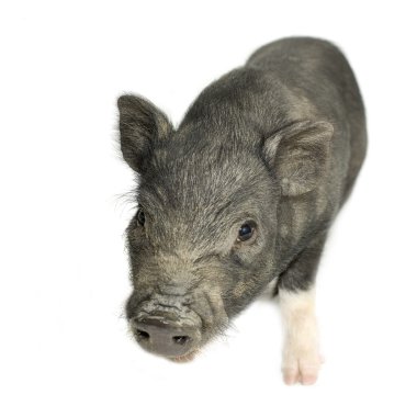 Cross-bread vietnamese potbellied pig with wild boar clipart