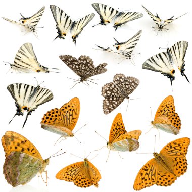 16 butterflies clipart