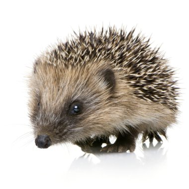 Hedgehog (1 mounths) clipart