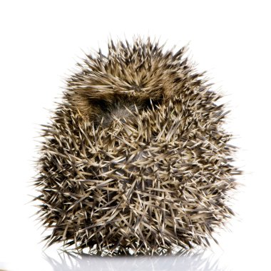 Hedgehog (1 mounths) clipart