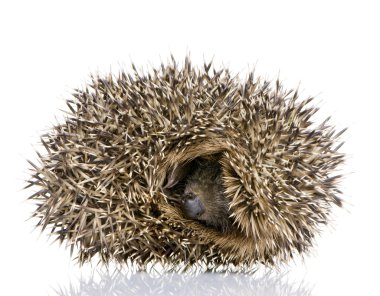 Hedgehog (1 mounths) clipart