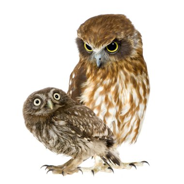 Female owl and a owlet clipart