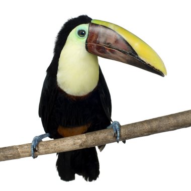 Swainson'ın Toucan