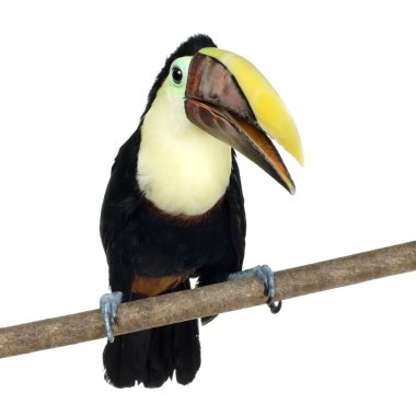 Swainson'ın Toucan