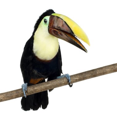 Swainson'ın Toucan