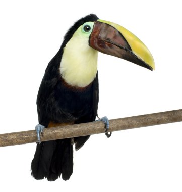 Swainson'ın Toucan