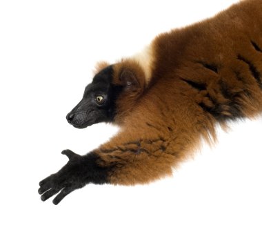 Kırmızı yakalı lemur.