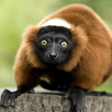 Red Ruffed Lemur clipart