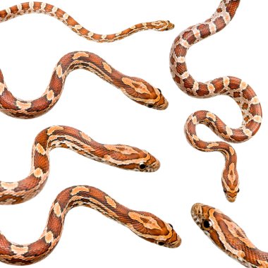 Collection of six Corn Snake clipart