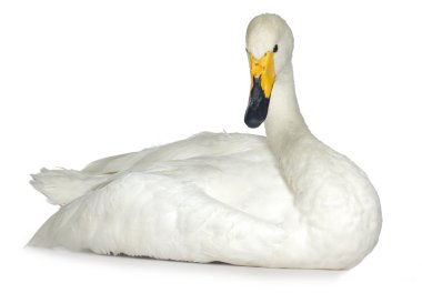 Mute Swan - Cygnus olor clipart