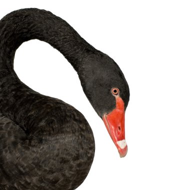 Black Swan - Cygnus atratus clipart