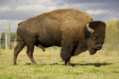 European Bison clipart